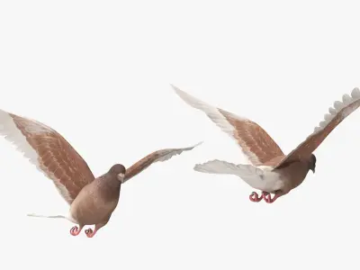  Lowpoly Ferals Dove Flying Position Brown 