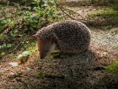  Hedgehog Rigged Xgen 