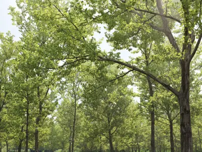 Quercus collection 3D model