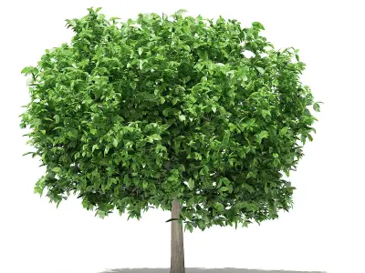 Pomelo Tree 3D model