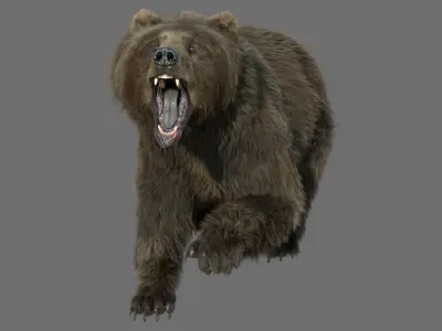  bear FUR RIGGED ANIMATED 