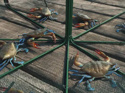  Collapsible Fishing Net Cage with Crawfish Inside 