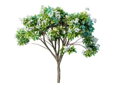 Decorative blooming outdoor garden tree with white flowers 3D model