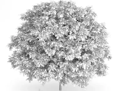 Common Hornbeam Tree Carpinus betulus 3D model