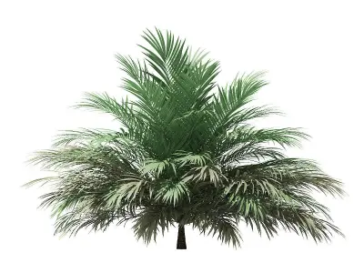 Butia Palm Tree 3D Model 2m 3D model