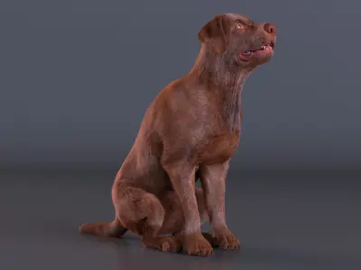  Brown Labrador Dog Begging Pose Fur Animated Rigged for Cinema 4D 