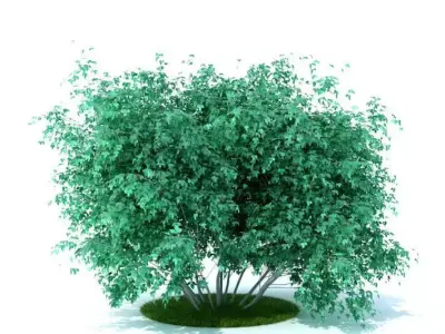 Leafed Green Plant 3D model