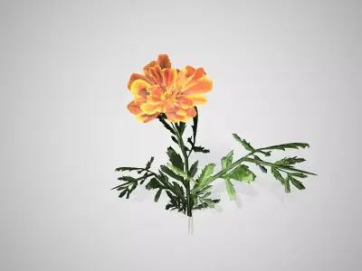 Marigold flower Low-poly 3D model