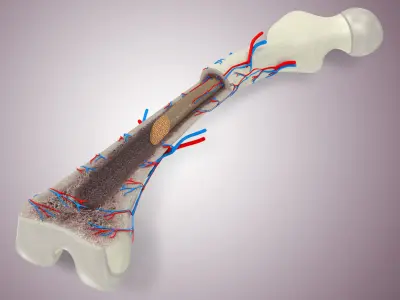Bone Anatomy Low-poly 3D model