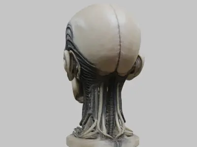 Portrait of a man HR Giger Style Human Head Bust 4 Low-poly 3D model