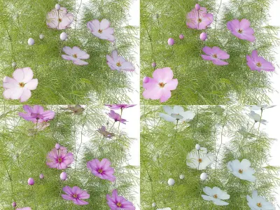 Cosmos flower 3D model