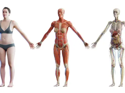  Rigged Human Female Anatomy Set 