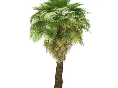California Palm Tree 3D Model 7m 3D model