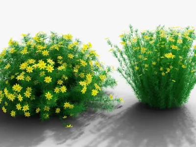 Coreopsis verticillata Grandiflora 3D model