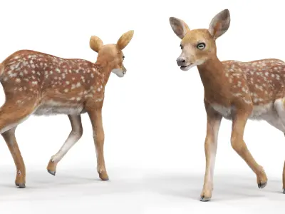  White-Tailed Fawn Deer Walking Fur Animated Rigged for Maya 