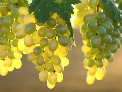  Bunch of Green Grapes 