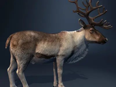  Reindeer (animated) 