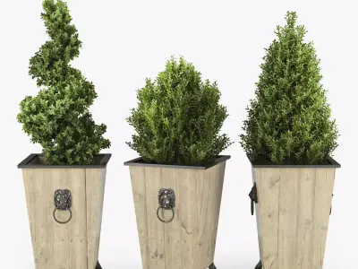 BOXWOOD TOPIARY 3D model