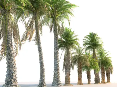  Palm Animated Pack 9 