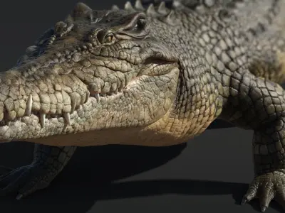  Saltwater Crocodile Animated 