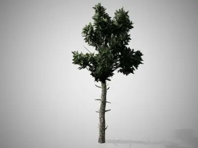 Loblolly Pine Tree Low-poly 3D model