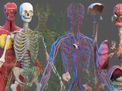  Complete Female Body Anatomy 