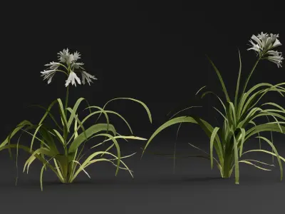 Allium triquetrum 3D model