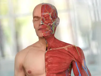  Complete Male Full Body Anatomy 