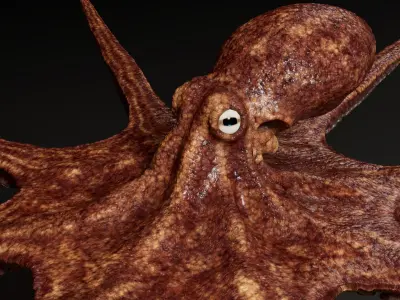  Octopus Multicolor 3D Model 