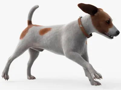  Jack Russell Animated Fur Rigged For Blender Collection 