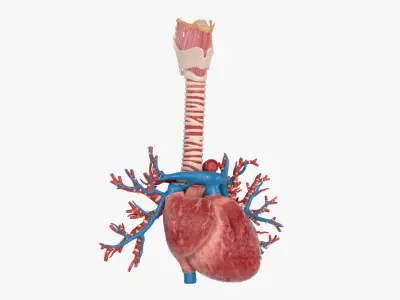  Heart BronchialVessels 
