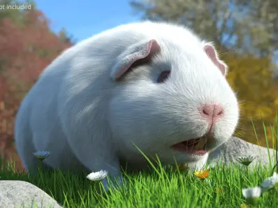  Albino Guinea Pig Red Eyes and Short Hair White Fur 