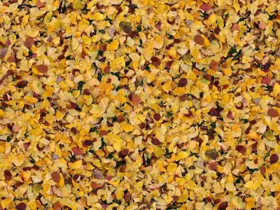 Seamless Yellow Autumn Leaves Texture  Texture