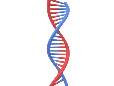 DNA Molecule v2 001 Low-poly 3D model