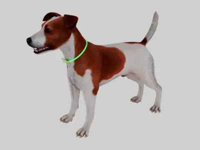  Jack Russell Terrier Wearing LED Collar Fur for Cinema 4D 