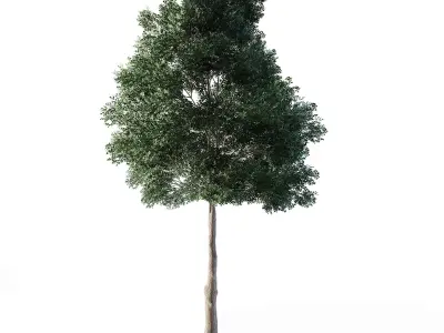 Small Leaved Lime Tree 5m Low-poly 3D model