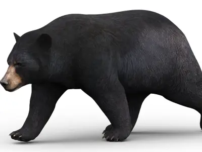  Rigged and Animated Black Bear and Red Wolf Forest Predators 3D Bundle 