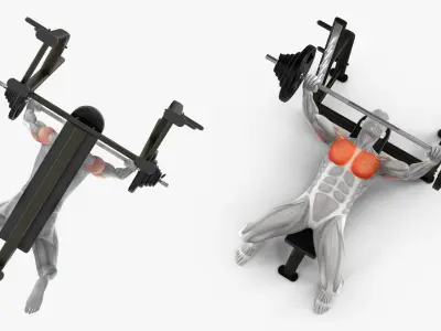  Male Muscular System Anatomy Bench Press 