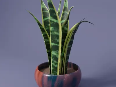 Snake Plant 3D model