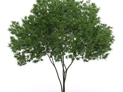 Elderberry Tree Sambucus nigra 3D model
