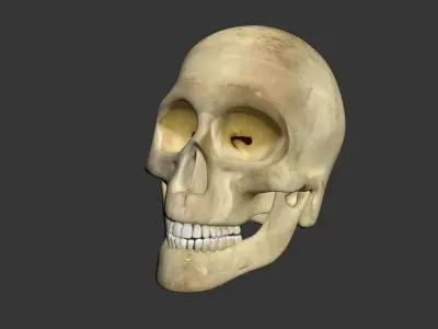 Human Skull 3D model