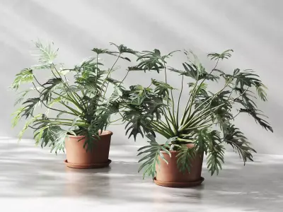 Philodendron in Terracotta Planter 3D model