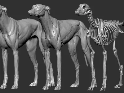  Dog Anatomy Canine Ecorche 