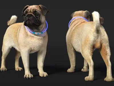  Pug Dog Wearing LED Collar Fur 