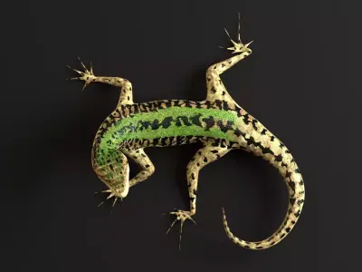 Green Lizard- Podarcis Sicula Low-poly 3D model purchase
