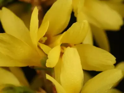 Simple macro flash box Free 3D model