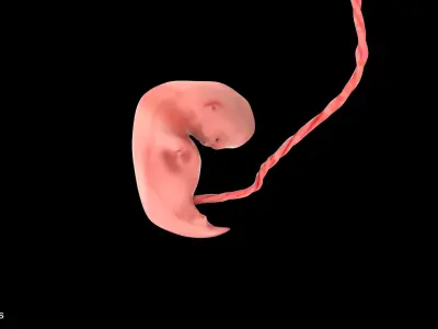5 Weeks Human Fetus Low-poly 3D model