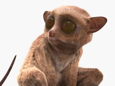  Alert Sitting Tarsier Fur for Maya 