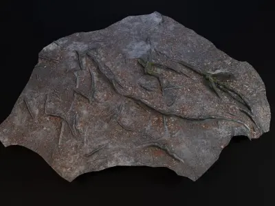 Beech forest ground - 6 of 6 - scan PBR Game ready Low-poly 3D model