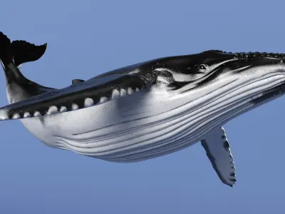  Realistic Humpback Whale Rigged for Maya 